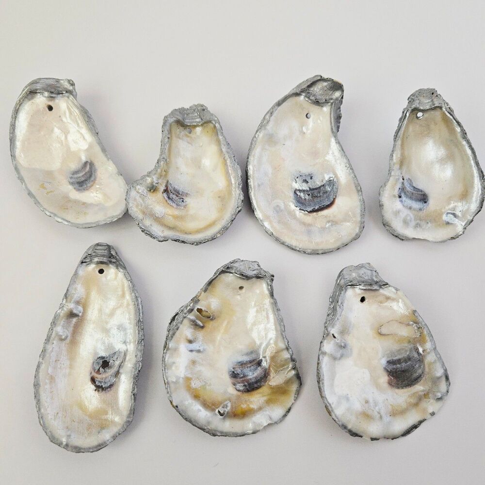 Set of 7 Natural Oyster Shell Beads for Napkin Rings Ornaments Seaside Decor